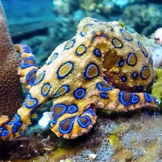 A blue-ringed octopus on a reef, its yellow body ringed with vivid electric-blue circles.