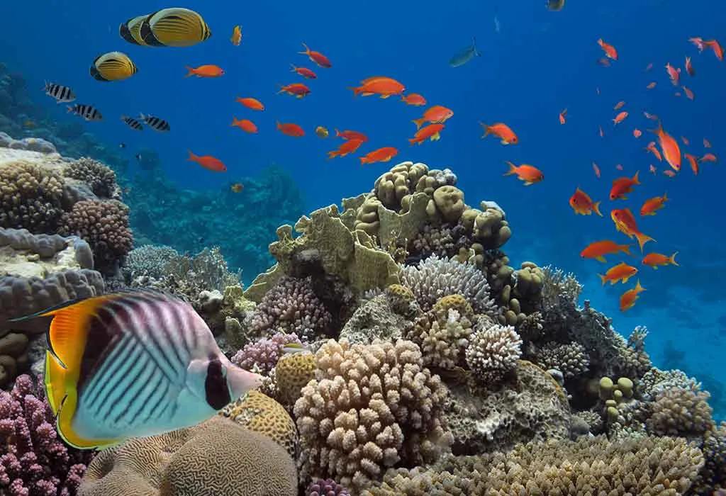 A coral reef busy with butterflyfish and shoals of orange anthias in clear blue water.