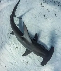 A hammerhead shark seen from above, gliding low over a pale rippled sandy seabed.