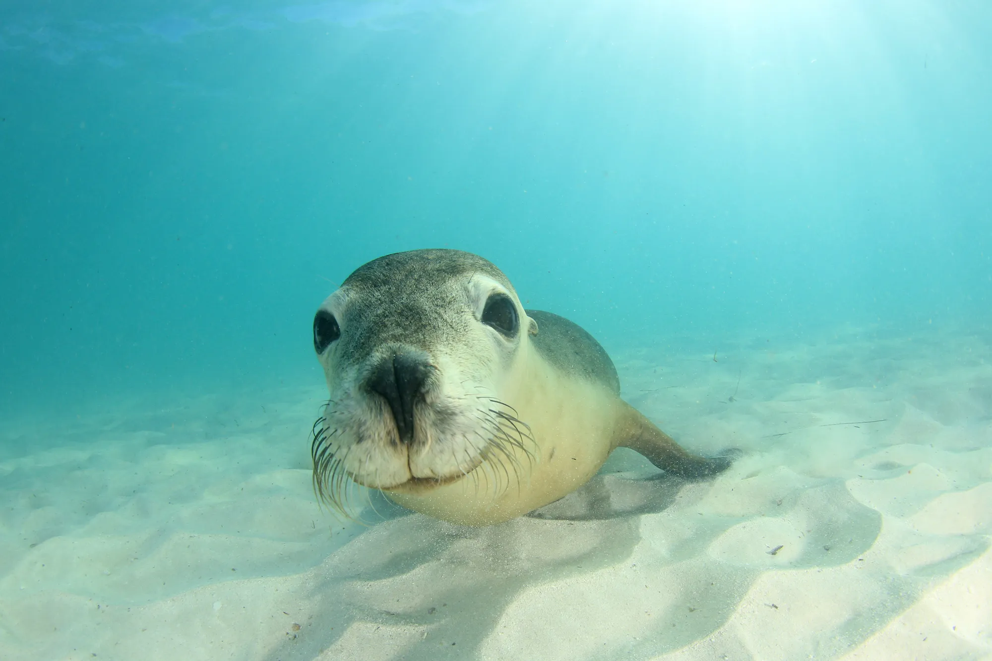 A young sea lion resting on the sand, looking straight into the camera through sunlit turquoise water.
