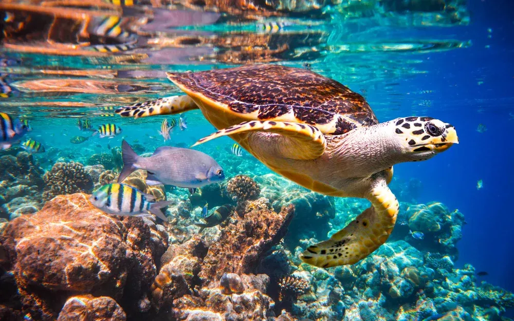 A hawksbill sea turtle swimming over a coral reef surrounded by small tropical fish.