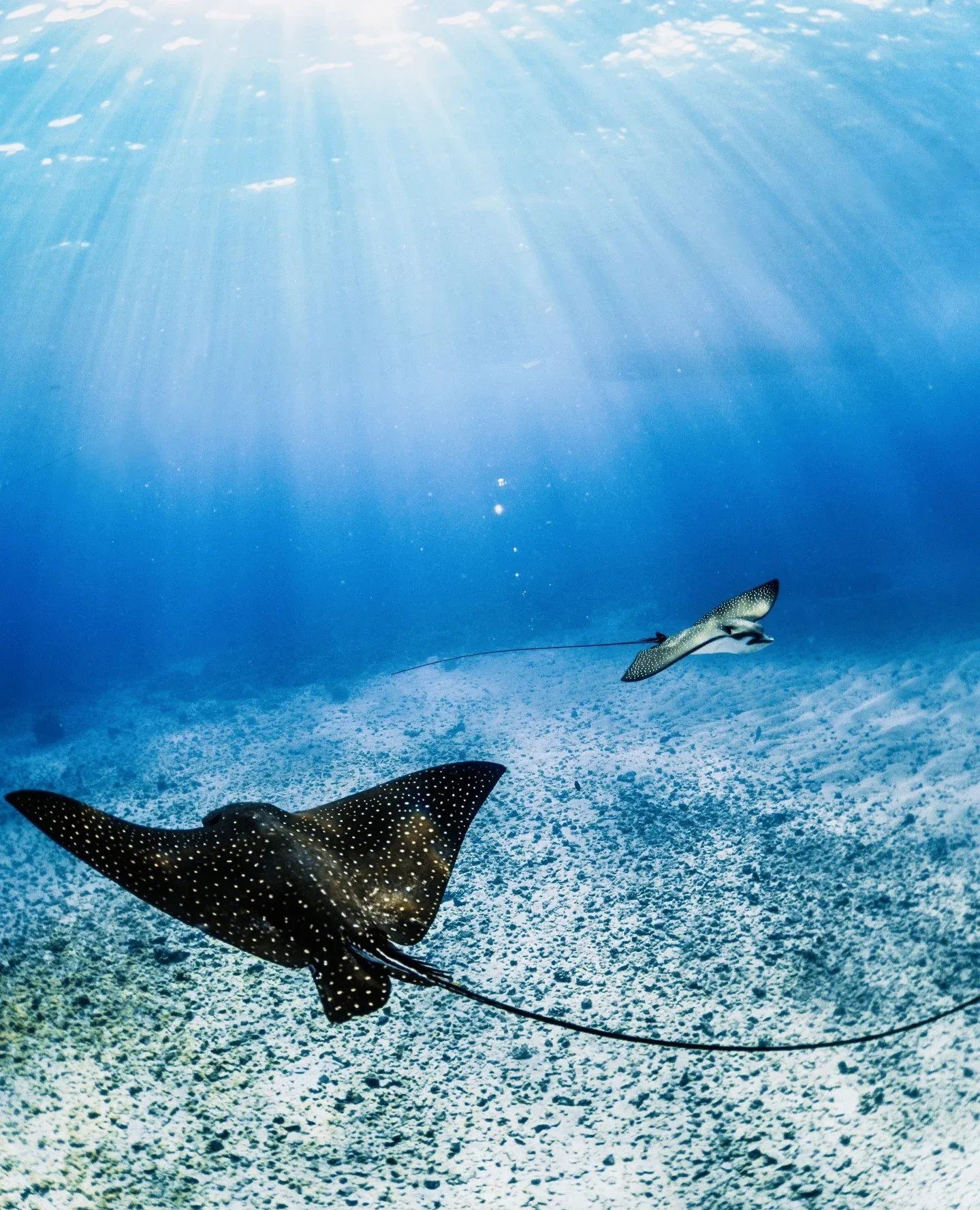 Two spotted eagle rays gliding over a pale sandy seabed, sunlight streaming down through blue water above them.
