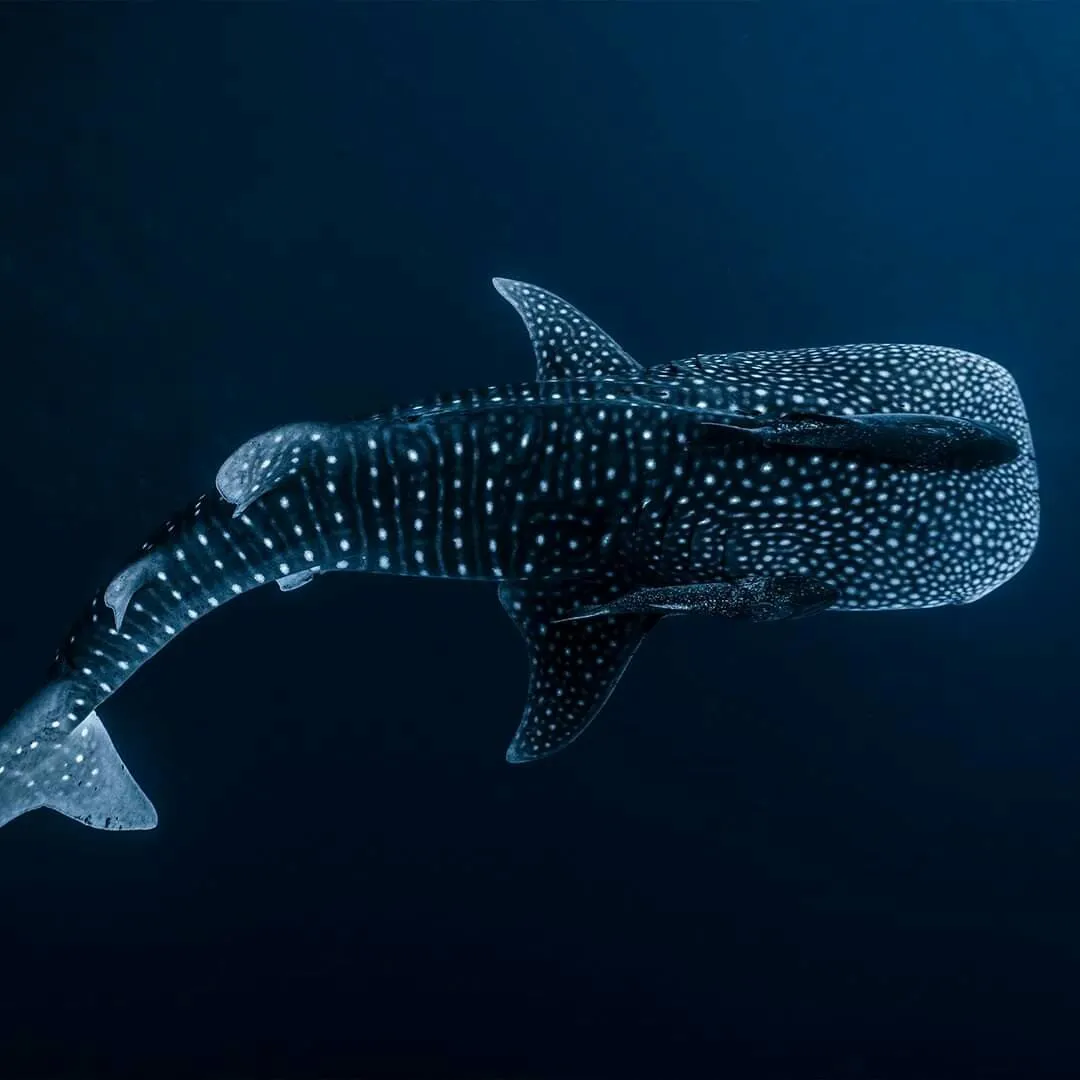 A spotted whale shark moving through dark open water, its white markings picked out against the black.